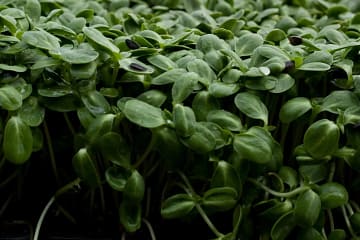 sunflower shoots close up