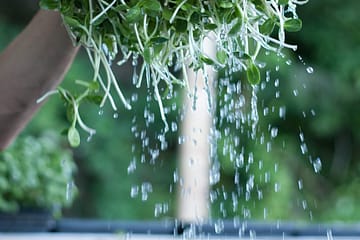 washing sunflower shoots